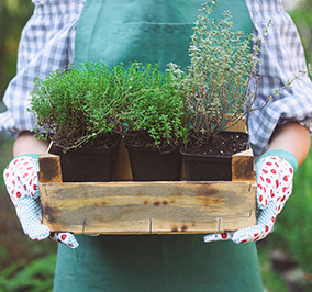 Is this your Year to Get Gardening? 